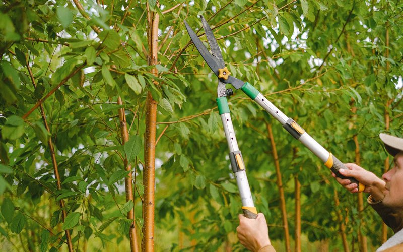 Tree trimming in Medford, OR